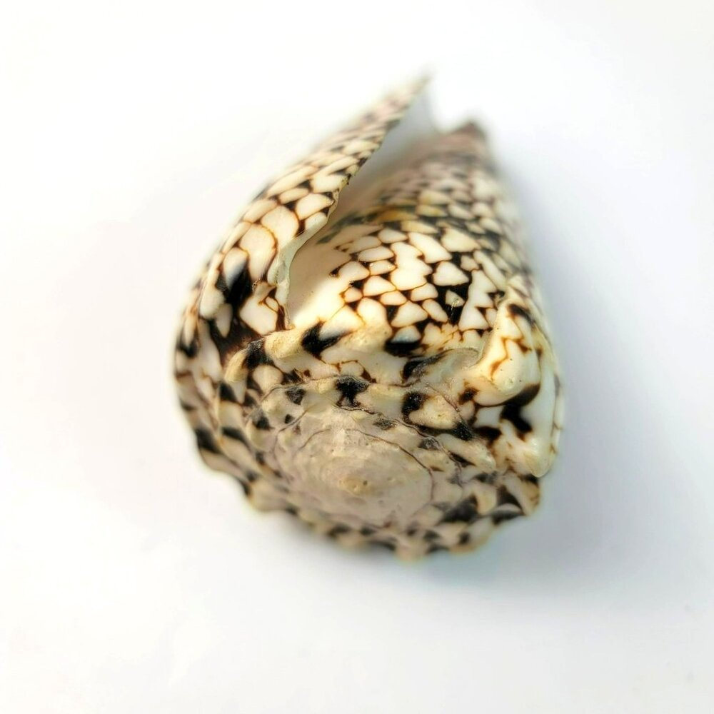 Large Conus Marmoreus Seashell Brown and White Ocean Decor JH1358 - Picture 9 of 10